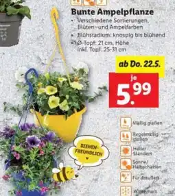 Lidl Bunte Ampelpflanze Angebot