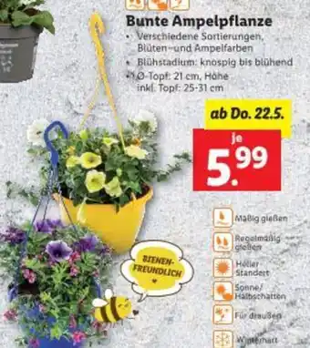 Lidl Bunte Ampelpflanze Angebot