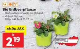 Lidl Bio Erdbeerpflanze Angebot