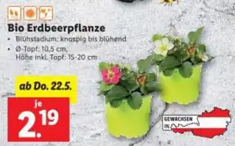 Lidl Bio Erdbeerpflanze Angebot