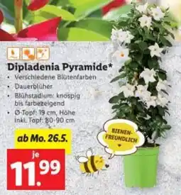 Lidl Dipladenia Pyramide Angebot