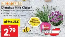 Lidl Dianthus Pink Kisses Angebot