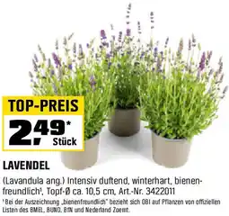 OBI Lavendel Angebot