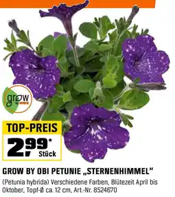 OBI Petunie sternenhimmel Angebot