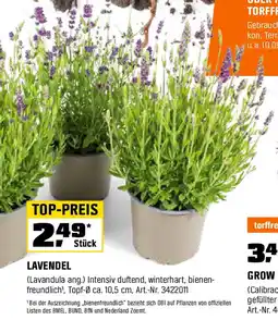 OBI Lavendel Angebot