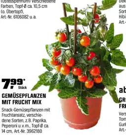 OBI Gemüsepflanzen mit frucht mix Angebot