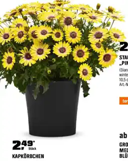 OBI Kapkörbchen Angebot