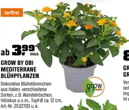 OBI MEDITERRANE BLÜHPFLANZEN Angebot