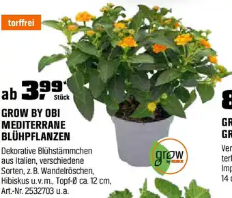 OBI MEDITERRANE BLÜHPFLANZEN Angebot