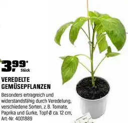 OBI Veredelte gemüsepflanzen Angebot