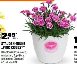 OBI Stauden-nelke pink kisses Angebot