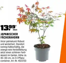 OBI Japanischer fächerahorn Angebot