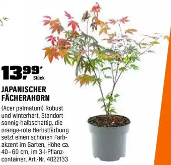 OBI Japanischer fächerahorn Angebot