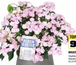 OBI Hortensie bloombuster Angebot