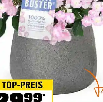 OBI Pflanzgefäss lavalle Angebot