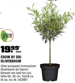 OBI Olivenbaum Angebot