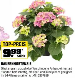 OBI Bauernhortensie Angebot