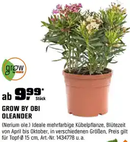 OBI Oleander Angebot