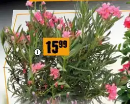 Hornbach Oleander Angebot