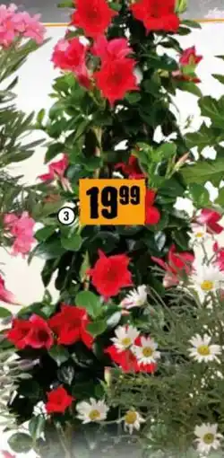 Hornbach Dipladenia Angebot
