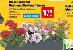 Thomas Philipps Riesenauswahl Beet- und Balkonpflanzen Angebot