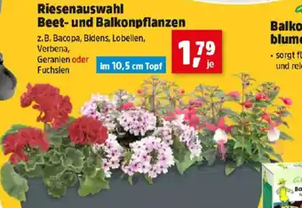 Thomas Philipps Riesenauswahl Beet- und Balkonpflanzen Angebot