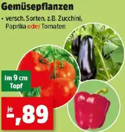 Thomas Philipps Gemüsepflanzen Angebot