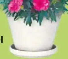 Thomas Philipps Terrakotta Blumenkübel Angebot