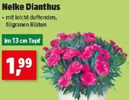 Thomas Philipps Nelke Dianthus Angebot