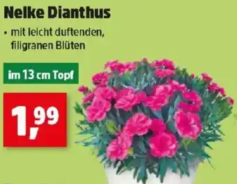 Thomas Philipps Nelke Dianthus Angebot