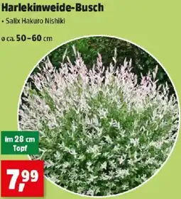 Thomas Philipps Harlekinweide-Busch Angebot