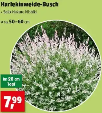 Thomas Philipps Harlekinweide-Busch Angebot