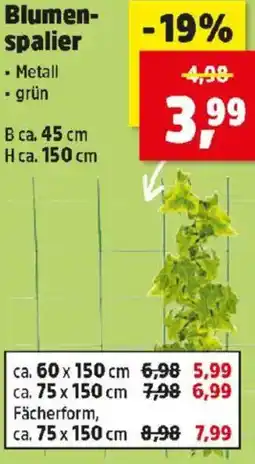 Thomas Philipps Blumen- spalier Angebot
