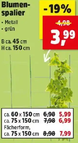 Thomas Philipps Blumen- spalier Angebot