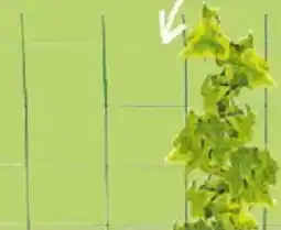 Thomas Philipps Blumen- spalier Angebot