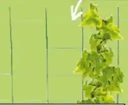 Thomas Philipps Blumen- spalier Angebot