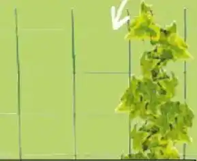Thomas Philipps Blumen- spalier Angebot