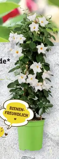 Lidl Dipladenia Rio Pyramide Mix Angebot