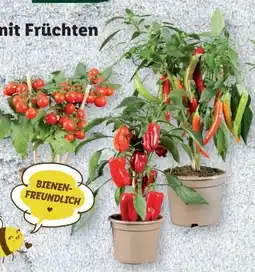 Lidl Gemüsepflanzen Angebot