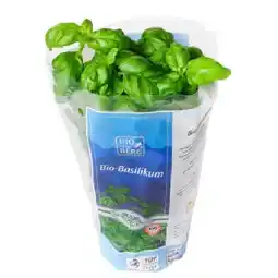MPreis BIO vom BERG Kräutertopf versch. Sorten MPREIS Angebot