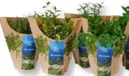 MPreis Bio vom Berg Kräutertöpfe Angebot