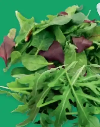 PENNY Pflücksalat Angebot