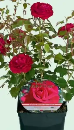 Lagerhaus Rosen Mix Angebot