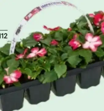 Lagerhaus Beetpflanzenmix Angebot