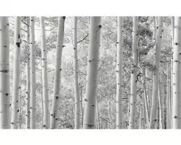 Hornbach Fototapete Vlies SHX9-030 Espenwald 9-tlg. 450 x 280 cm Angebot