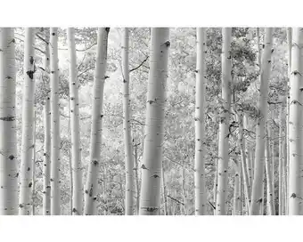 Hornbach Fototapete Vlies SHX9-030 Espenwald 9-tlg. 450 x 280 cm Angebot