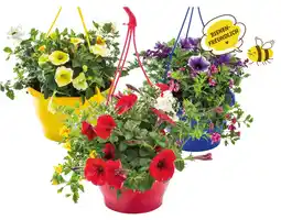 Lidl Bunte Ampelpflanze versch. Sorten Lidl Angebot