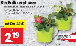 Lidl Bio Erdbeerpflanze Angebot