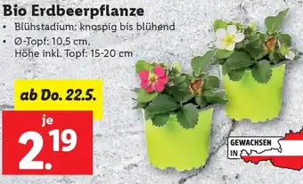 Lidl Bio Erdbeerpflanze Angebot