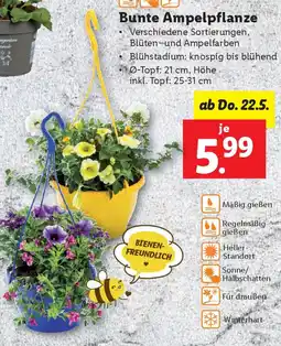 Lidl Bunte Ampelpflanze Angebot